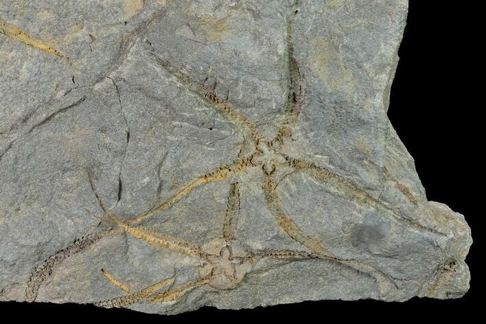 Wide Ordovician Brittle Star (Ophiura) Multiple Plate - Morocco #154160